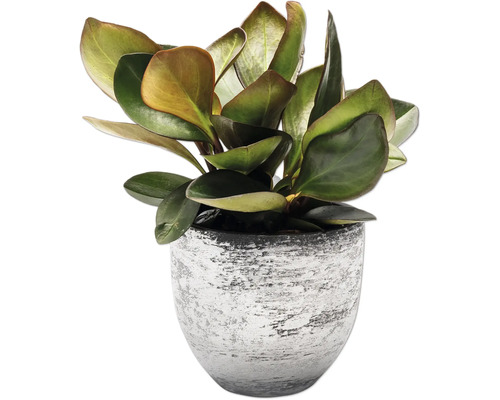 Plantă de interior în ghiveci texturat