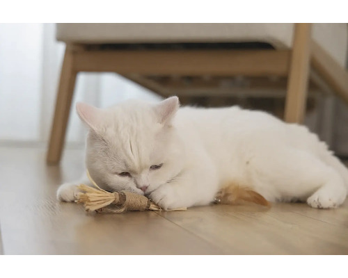 O pisică albă stă culcată pe podea cu o jucărie pentru pisici.