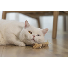 Pisică albă cu ochi inegali întinsă pe podea cu o jucărie pentru pisici