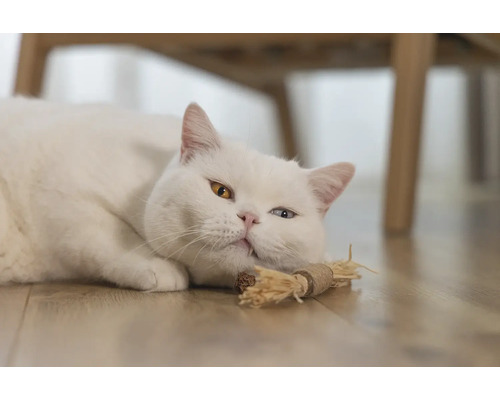 Pisică albă cu ochi inegali întinsă pe podea cu o jucărie pentru pisici