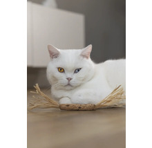 Pisică albă cu ochi inegali întinsă pe podea