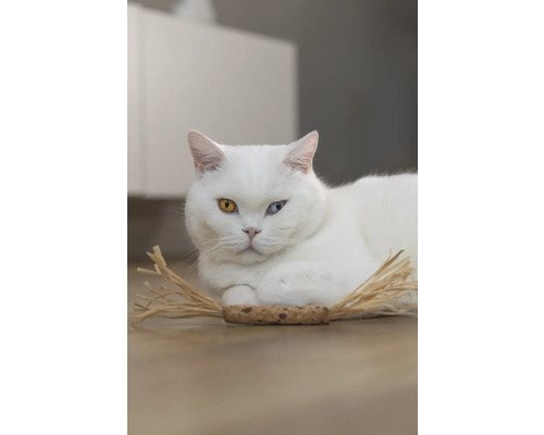 Pisică albă cu ochi inegali întinsă pe podea