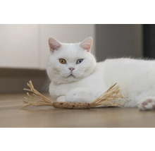 Pisică albă cu ochi de culori diferite și jucărie pentru pisici