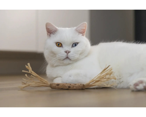 Pisică albă cu ochi de culori diferite și jucărie pentru pisici