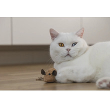 Pisică albă cu o jucărie pe podea