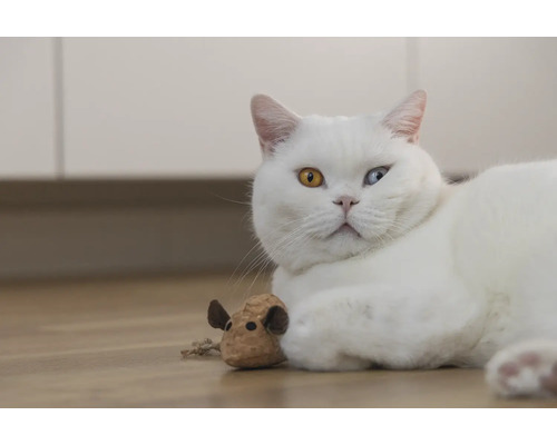 Pisică albă cu o jucărie pe podea