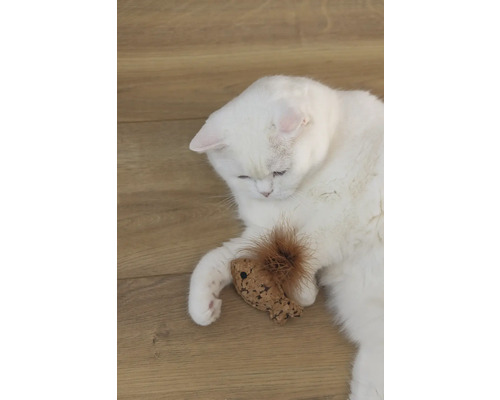 O pisică albă stă întinsă cu o jucărie pe o podea de lemn.