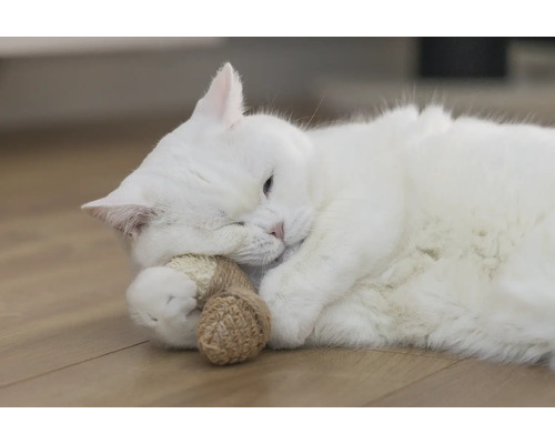 Pisică albă culcată cu o jucărie pe podea