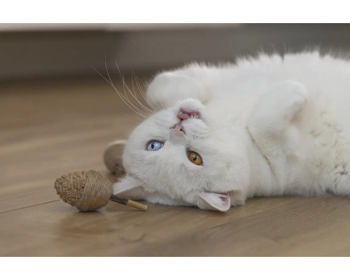 Pisică albă întinsă pe spate cu o jucărie pentru pisici