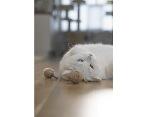 O pisică albă cu ochi inegali și jucării pentru pisici pe o podea de lemn