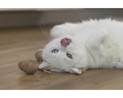 O pisică albă stă întinsă pe spate și scoate limba, cu o jucărie lângă ea.