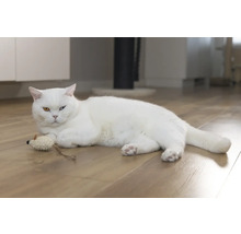 O pisică albă stă culcată cu o jucărie pe o podea de lemn