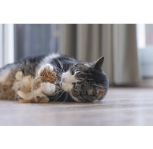 Pisică se joacă cu jucăria minge