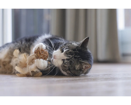 Pisică se joacă cu jucăria minge