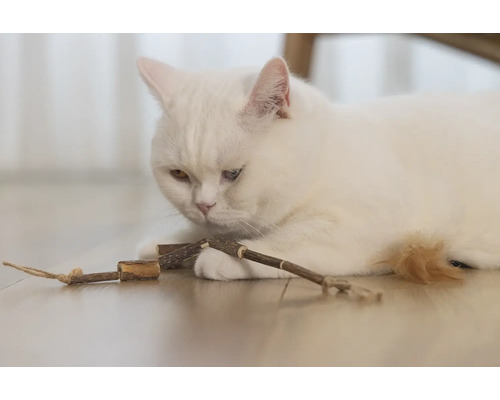 O pisică albă stă întinsă pe podea și se joacă cu o jucărie din lemn.