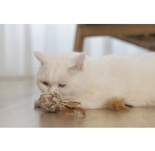 Pisică albă cu minge de jucărie pe podea