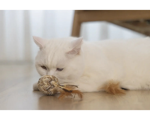 Pisică albă cu minge de jucărie pe podea