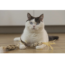 Pisică cu jucărie pentru pisici pe podea