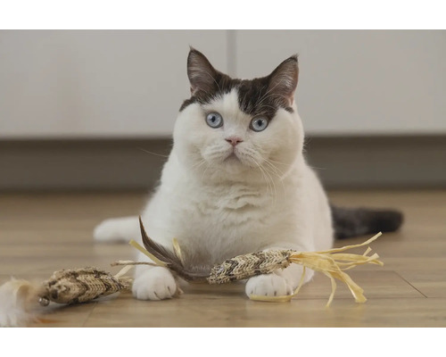 Pisică cu jucărie pentru pisici pe podea