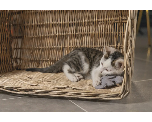 O pisică se odihnește într-un coș împletit pentru pisici și ține o jucărie