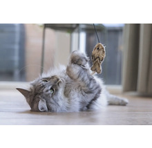 Pisică jucăușă cu jucărie de pește pe podea