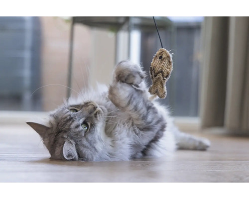 Pisică jucăușă cu jucărie de pește pe podea