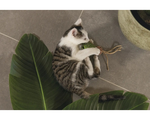 Un pisoi tânăr se joacă cu o jucărie pe o frunză