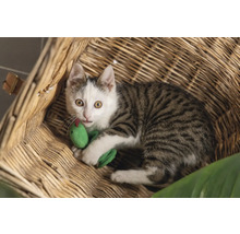 O pisică tigrată cu un șarpe de jucărie într-un coș.