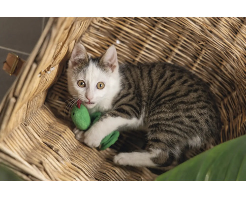 O pisică tigrată cu un șarpe de jucărie într-un coș.