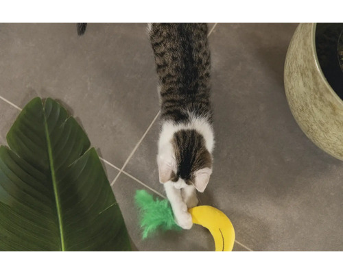 Pisică jucându-se cu o jucărie în formă de banană și o plantă de interior