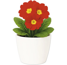 Primulă într-un ghiveci alb