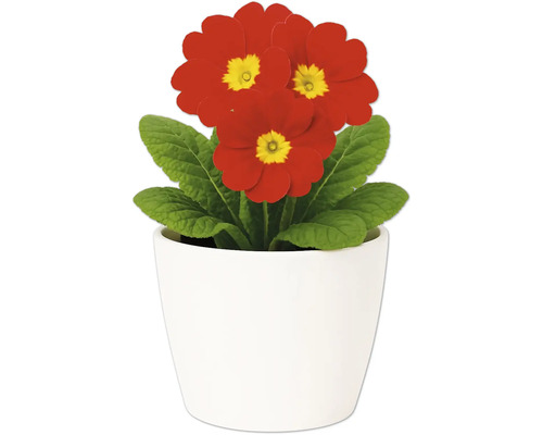 Primulă într-un ghiveci alb