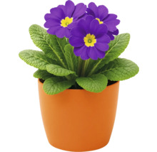 Primulă în ghiveci cu flori violet într-un ghiveci