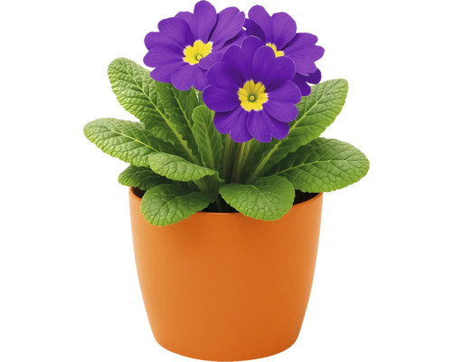 Primulă în ghiveci cu flori violet într-un ghiveci