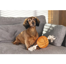 Teckel șezând cu o minge de jucărie pe o canapea