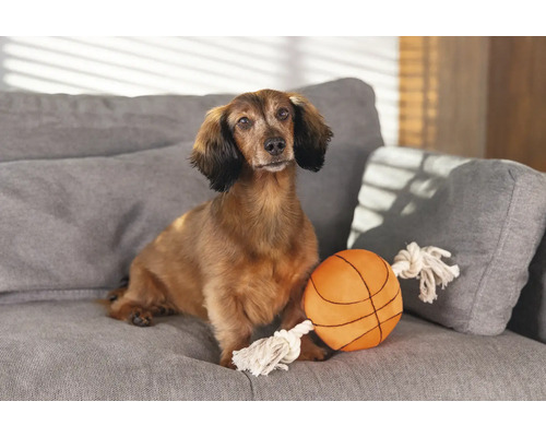 Teckel șezând cu o minge de jucărie pe o canapea