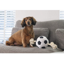 Teckel stă lângă o minge de fotbal din material textil pe o canapea