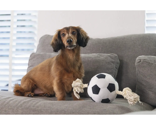 Teckel stă lângă o minge de fotbal din material textil pe o canapea