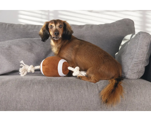 Teckel stă cu o minge de fotbal de jucărie pe o canapea gri.