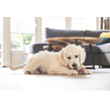 O încăpere luminoasă cu un cățeluș Golden Retriever întins pe podea, ronțăind o jucărie.