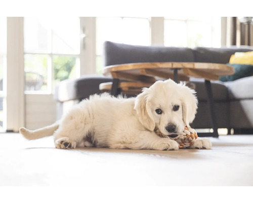 O încăpere luminoasă cu un cățeluș Golden Retriever întins pe podea, ronțăind o jucărie.