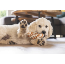 Cățel cu jucărie de sfoară