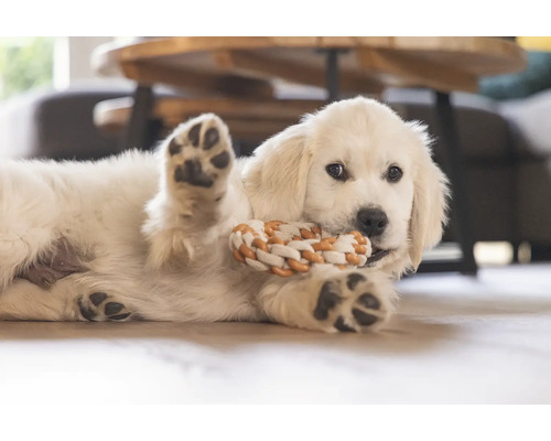 Cățel cu jucărie de sfoară