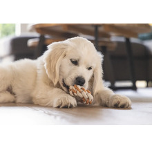 Un pui de Golden Retriever mestecă o jucărie din sfoară.