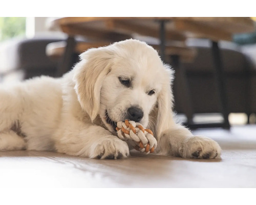 Un pui de Golden Retriever mestecă o jucărie din sfoară.