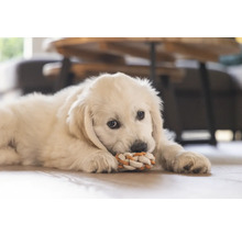 Un pui de Golden Retriever stă întins pe podea și se joacă cu o jucărie din sfoară.