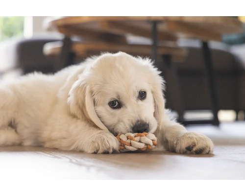 Un pui de Golden Retriever stă întins pe podea și se joacă cu o jucărie din sfoară.