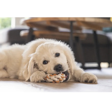 Un pui de Golden Retriever stă întins pe podea și mestecă o frânghie cu noduri