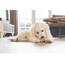 O cameră luminoasă cu un pui de golden retriever întins pe o podea de lemn și mestecând o jucărie.