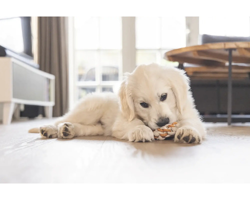 O cameră luminoasă cu un pui de golden retriever întins pe o podea de lemn și mestecând o jucărie.